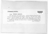 Image Associated With the Occurrence